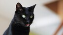 A black cat sits with its tongue out, drooling.