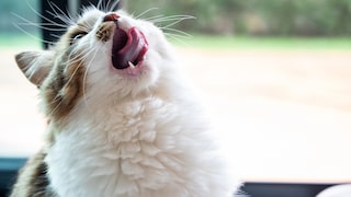 Cat with open mouth at the window might have hiccups