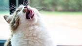 Cat with open mouth at the window might have hiccups