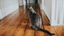 A lonely gray cat