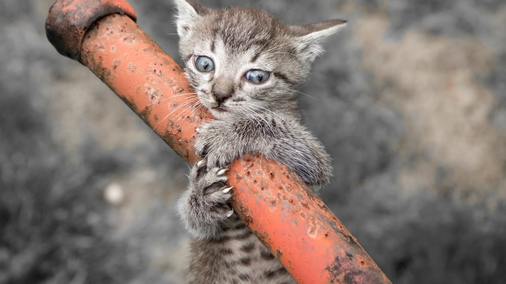 Young kitten clinging to a pipe