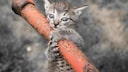 Young kitten clinging to a pipe
