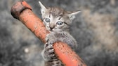 Young kitten clinging to a pipe
