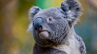 A koala sits in a tree