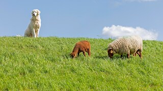 A livestock guardian dog watches over sheep on the dike.