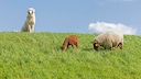 A livestock guardian dog watches over sheep on the dike.