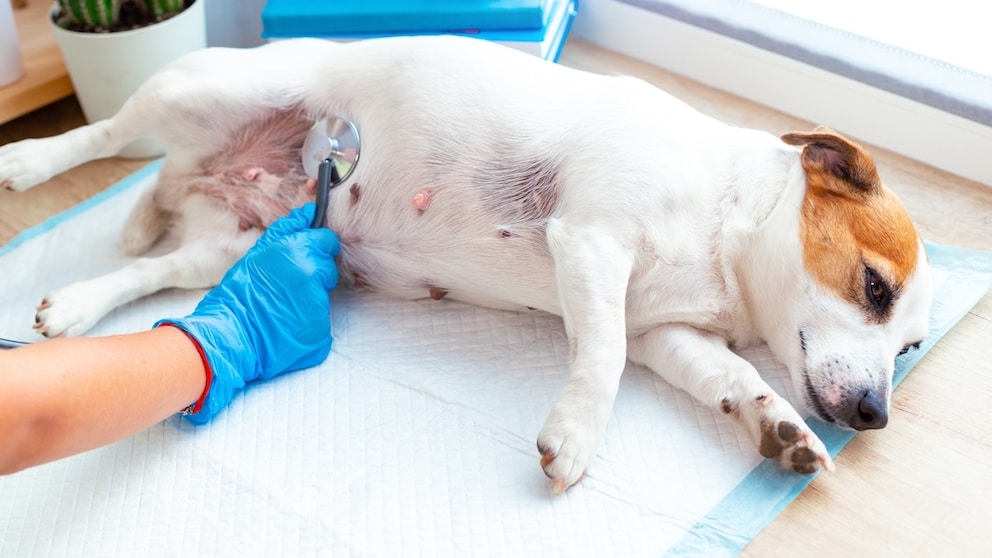 Mammary Tumor in Dogs