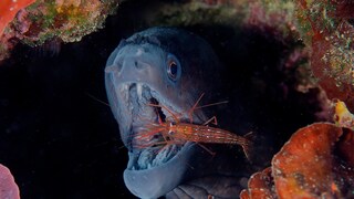 Moray eel with open mouth and cleaner shrimp