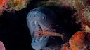 Moray eel with open mouth and cleaner shrimp