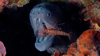 Moray eel with open mouth and cleaner shrimp