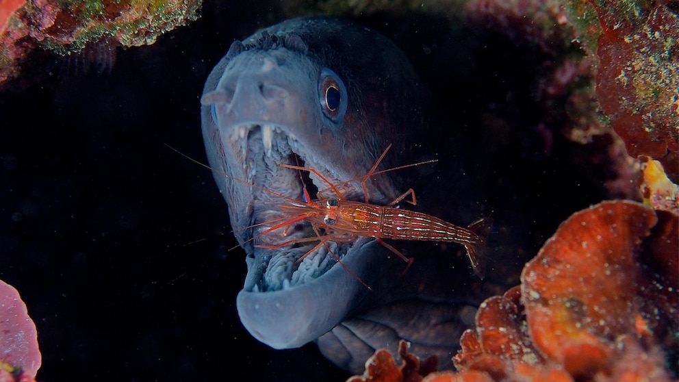 Moray eel with open mouth and cleaner shrimp