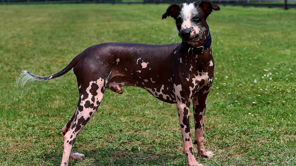 Peruvian Hairless Dog