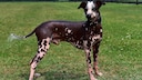 Peruvian Hairless Dog