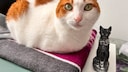 Remo the cat next to a small statue of the Egyptian cat goddess Bastet