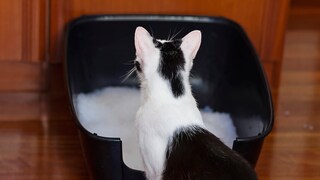Cat sits in front of its litter box
