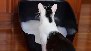 Cat sits in front of its litter box