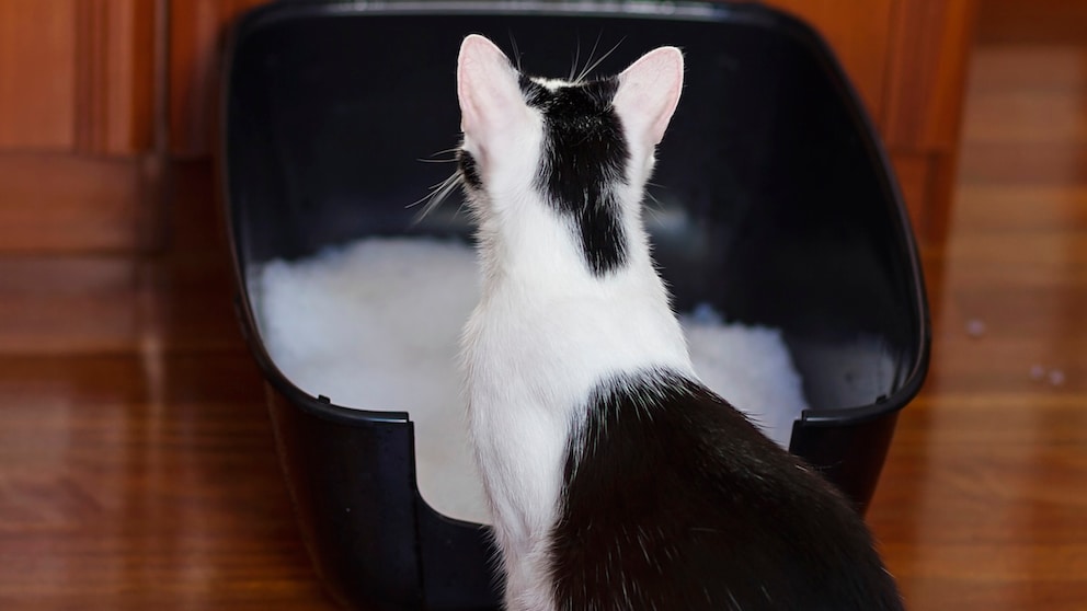 Cat sits in front of its litter box