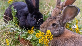 Rabbits prefer to live in a naturalistic enclosure in the garden.