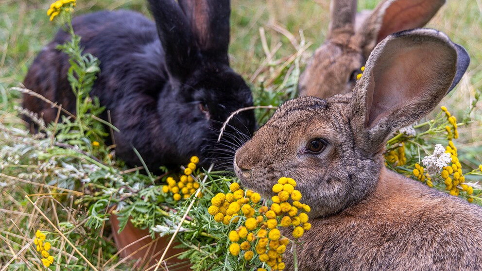 Rabbits prefer to live in a naturalistic enclosure in the garden.