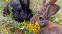 Rabbits prefer to live in a naturalistic enclosure in the garden.