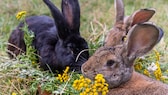 Rabbits prefer to live in a naturalistic enclosure in the garden.