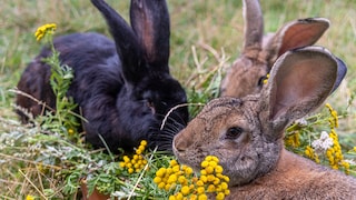 Rabbits prefer to live in a naturalistic enclosure in the garden.