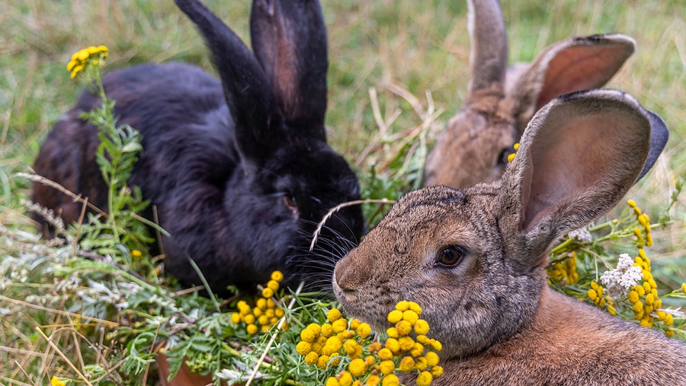 Rabbits prefer to live in a naturalistic enclosure in the garden.
