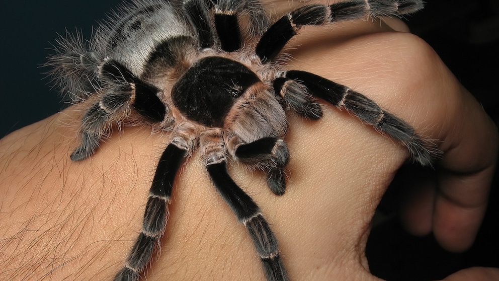 Vitalius sorocabae tarantula on a hand