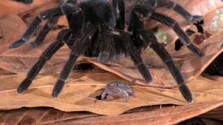 Peruvian tarantula and Engmaul frog living together