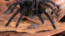 Peruvian tarantula and Engmaul frog living together