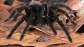 Peruvian tarantula and Engmaul frog living together