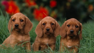 The Basset Fauve de Bretagne is best suited for a rural environment where it has plenty of space to romp around.
