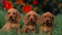 The Basset Fauve de Bretagne is best suited for a rural environment where it has plenty of space to romp around.