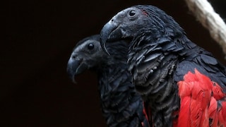 Two Dracula parrots perched on a branch