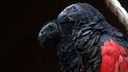 Two Dracula parrots perched on a branch