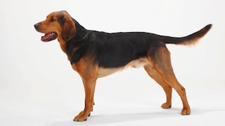 A Polish Hound, also known as Ogar Polski, shown in profile from the side