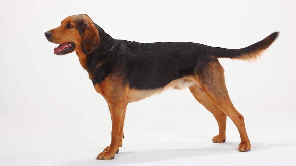 A Polish Hound, also known as Ogar Polski, shown in profile from the side
