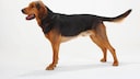 A Polish Hound, also known as Ogar Polski, shown in profile from the side
