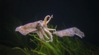 An octopus waves two arms through the air.