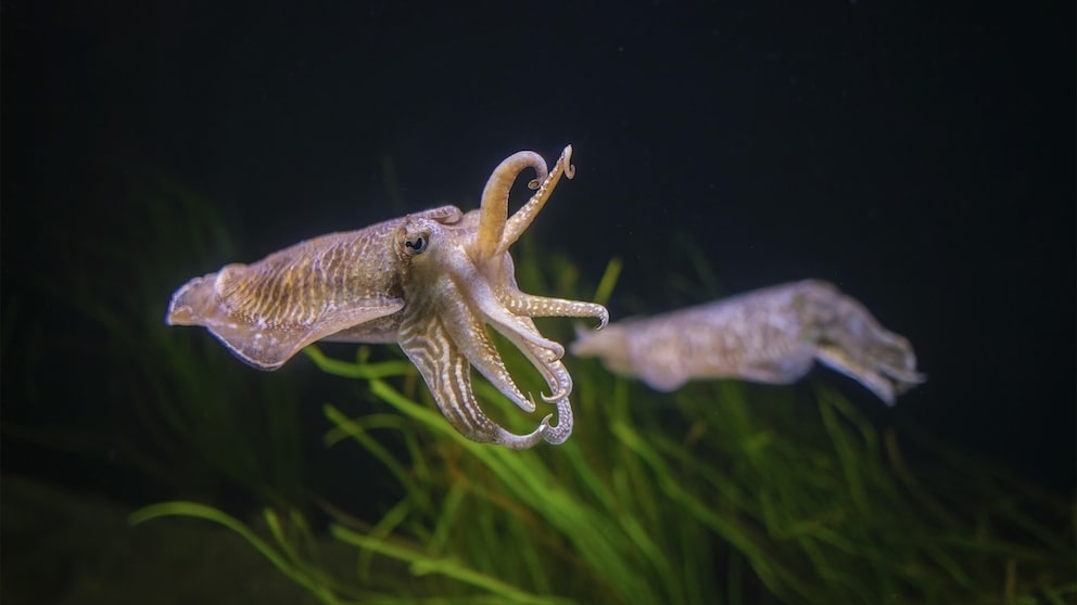 An octopus waves two arms through the air.