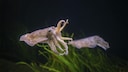 An octopus waves two arms through the air.