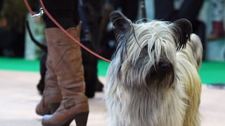 A Skye Terrier walks with its owner at the Green Week in Berlin.