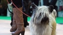 A Skye Terrier walks with its owner at the Green Week in Berlin.