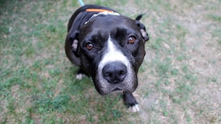 Pit Bull Terrier Mix Wants to Say 'Hello'
