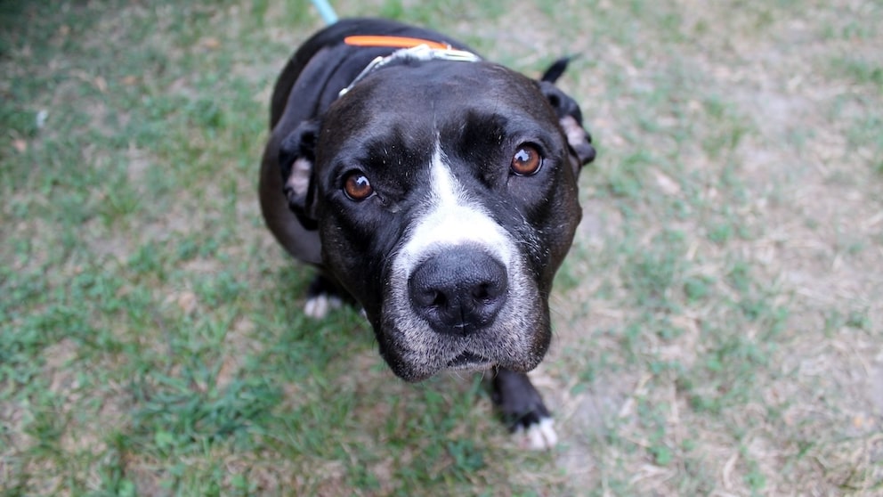 Pit Bull Terrier Mix Wants to Say 'Hello'