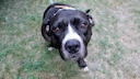 Pit Bull Terrier Mix Wants to Say 'Hello'