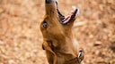 Dog barks