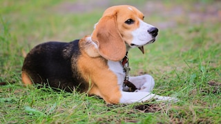 Beagle Harrier