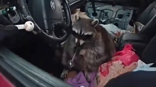 The police certainly wouldn't have expected this discovery, not even in their wildest dreams.