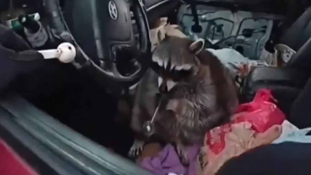 The police certainly wouldn't have expected this discovery, not even in their wildest dreams.